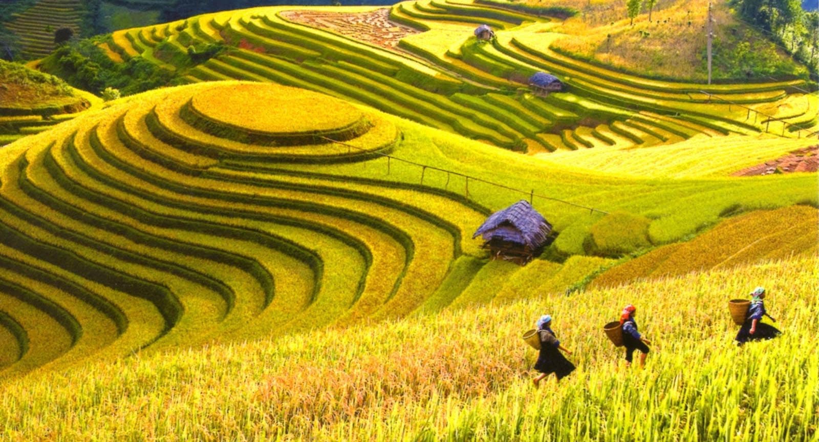 Cánh đồng lúa chín Mai Châu